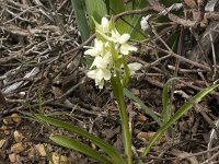 Dactylorhiza romana : Dactylorhiza, Gebied, Israel, Orchid, www.Saxifraga.nl