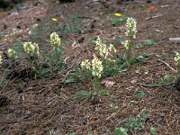 Dactylorhiza romana 7, Saxifraga-Jan van der Straaten