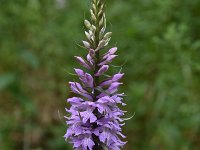 Dactylorhiza saccifera 3, Saxifraga-Harry Jans  Dactylorhiza saccifera