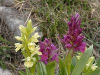 Dactylorhiza sambucina 103, Saxifraga-Harry Jans