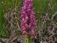 Dactylorhiza sambucina 105, Saxifraga-Harry Jans