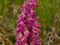 Dactylorhiza sambucina 106, Saxifraga-Harry Jans