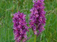 Dactylorhiza sambucina 110, Saxifraga-Harry Jans