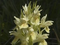 Dactylorhiza sambucina 14, Saxifraga-Jan van der Straaten