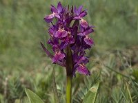 Dactylorhiza sambucina 15, Saxifraga-Marijke Verhagen