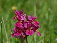 Dactylorhiza sambucina 16, Saxifraga-Willem van Kruijsbergen