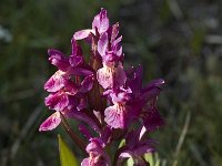 Dactylorhiza sambucina 17, Saxifraga-Marijke Verhagen