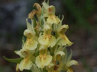 Dactylorhiza sambucina 18, Saxifraga-Willem van Kruijsbergen