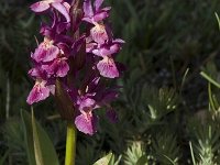 Dactylorhiza sambucina 19, Saxifraga-Marijke Verhagen