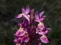 Dactylorhiza sambucina 20, Saxifraga-Marijke Verhagen