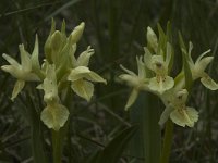 Dactylorhiza sambucina 23, Saxifraga-Marijke Verhagen