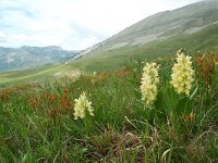 Dactylorhiza sambucina 25, Saxifraga-Willem van Kruijsbergen