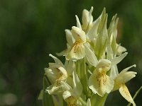 Dactylorhiza sambucina 29, Saxifraga-Jan van der Straaten