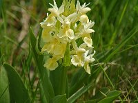 Dactylorhiza sambucina 3, Saxifraga-Willem van Kruijsbergen