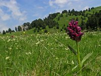 Dactylorhiza sambucina 33, Saxifraga-Hans Dekker