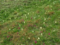 Dactylorhiza sambucina 34, habitat, Saxifraga-Willem van Kruijsbergen