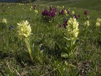 Dactylorhiza sambucina 36, Saxifraga-Jan van der Straaten