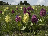 Dactylorhiza sambucina 37, Saxifraga-Jan van der Straaten