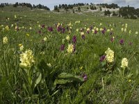 Dactylorhiza sambucina 39, Saxifraga-Jan van der Straaten