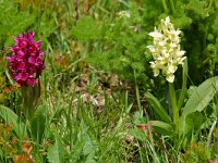 Dactylorhiza sambucina 4, Saxifraga-Willem van Kruijsbergen