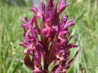 Dactylorhiza sambucina 41, Saxifraga-Jan Willem Jongepier