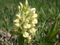 Dactylorhiza sambucina 42, Saxifraga-Jan Willem Jongepier