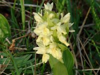 Dactylorhiza sambucina 48, Saxifraga-Jasenka Topic