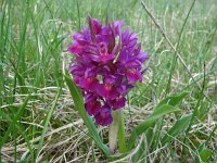 Dactylorhiza sambucina 49, Saxifraga-Jasenka Topic