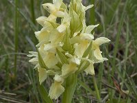 Dactylorhiza sambucina 51, Saxifraga-Willem van Kruijsbergen