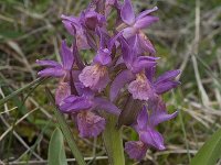 Dactylorhiza sambucina 53, Saxifraga-Willem van Kruijsbergen