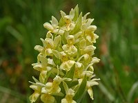 Dactylorhiza sambucina 6, Saxifraga-Willem van Kruijsbergen