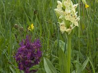 Dactylorhiza sambucina 60, Saxifraga-Willem van Kruijsbergen