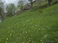 Dactylorhiza sambucina 61, Saxifraga-Willem van Kruijsbergen