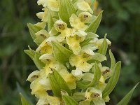 Dactylorhiza sambucina 63, Saxifraga-Willem van Kruijsbergen