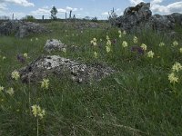 Dactylorhiza sambucina 67, Saxifraga-Willem van Kruijsbergen