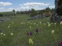 Dactylorhiza sambucina 68, Saxifraga-Willem van Kruijsbergen