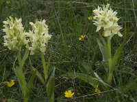 Dactylorhiza sambucina 69, Saxifraga-Willem van Kruijsbergen