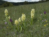 Dactylorhiza sambucina 72, Saxifraga-Willem van Kruijsbergen