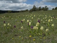 Dactylorhiza sambucina 73, Saxifraga-Willem van Kruijsbergen