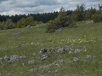 Dactylorhiza sambucina 74, Saxifraga-Willem van Kruijsbergen