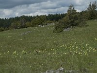 Dactylorhiza sambucina 75, Saxifraga-Willem van Kruijsbergen