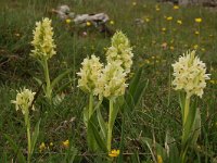 Dactylorhiza sambucina 77, Saxifraga-Annemiek Bouwman