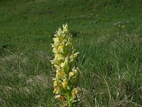 Dactylorhiza sambucina 78, Saxifraga-Jeroen Willemsen