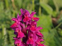 Dactylorhiza sambucina 79, Saxifraga-Jeroen Willemsen