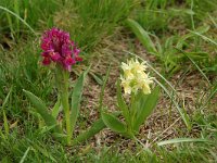 Dactylorhiza sambucina 8, Saxifraga-Willem van Kruijsbergen