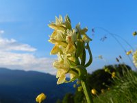 Dactylorhiza sambucina 82, Saxifraga-Rutger Barendse