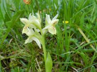 Dactylorhiza sambucina 84, Saxifraga-Rutger Barendse