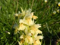 Dactylorhiza sambucina 87, Saxifraga-Rutger Barendse