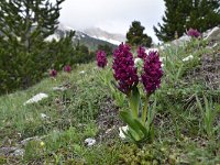 Dactylorhiza sambucina 90, Vlierorchis, Saxifraga-Luuk Vermeer