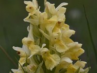 Dactylorhiza sambucina 91, Vlierorchis, Saxifraga-Luuk Vermeer